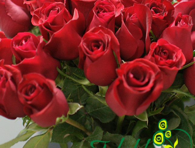 Букет из голландских красных роз ,,Страсть'' Фото